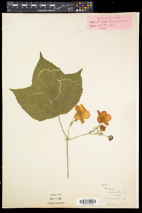 Rubus odoratus image