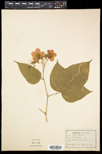 Rubus odoratus image