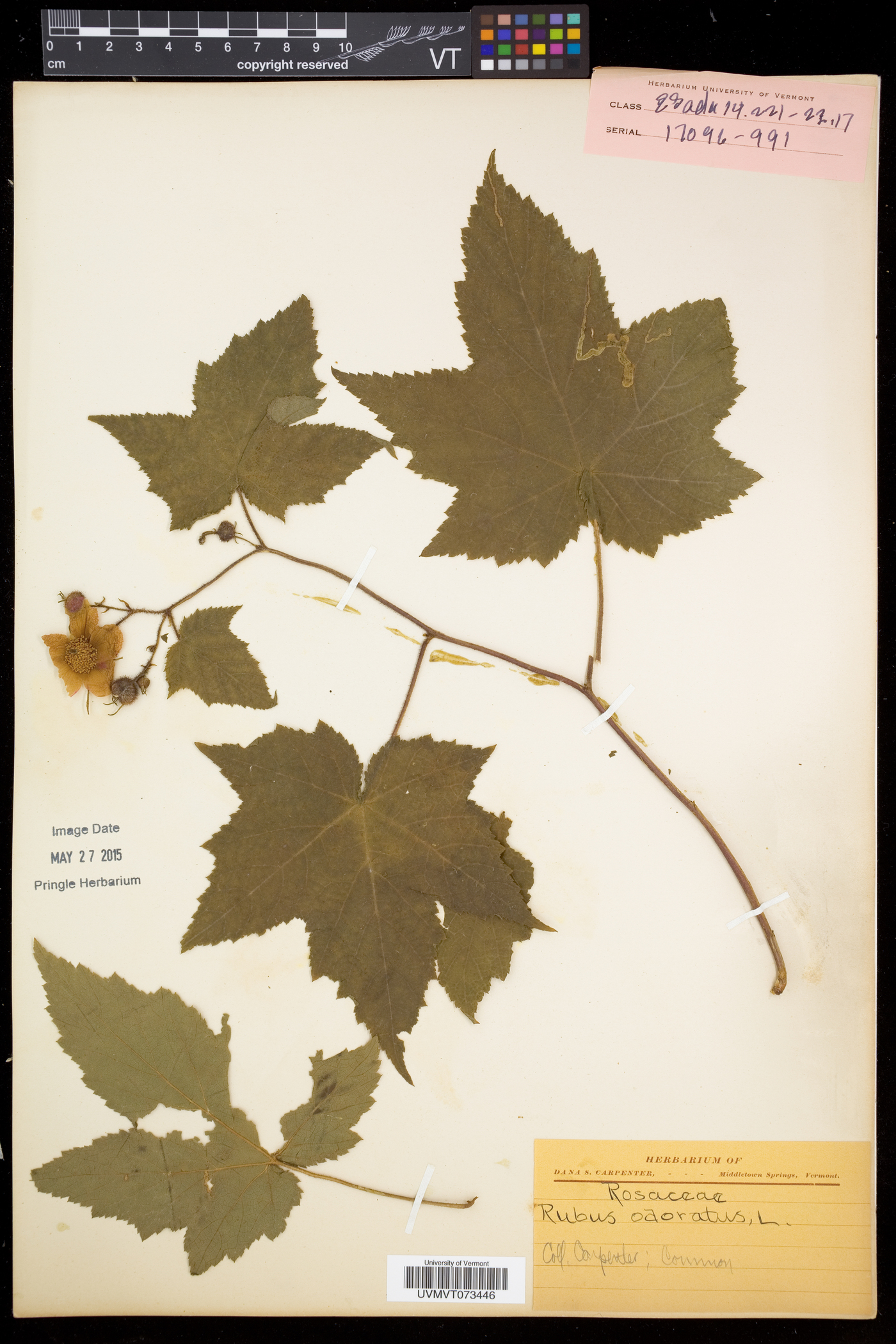 Rubus odoratus image