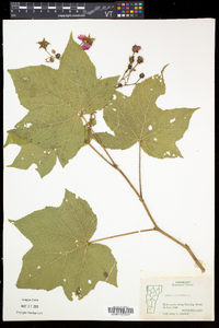 Rubus odoratus image