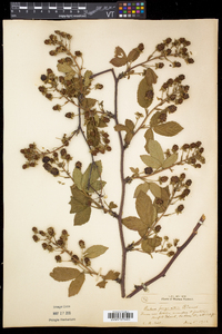 Rubus pensilvanicus image