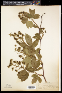 Rubus pensilvanicus image