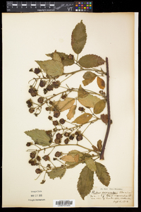 Rubus pensilvanicus image