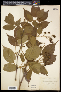 Rubus pensilvanicus image