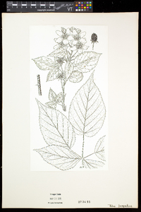 Rubus pensilvanicus image