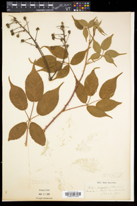 Rubus pensilvanicus image