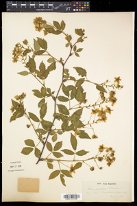 Rubus pensilvanicus image