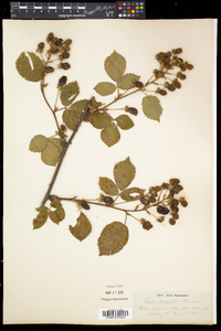 Rubus pensilvanicus image