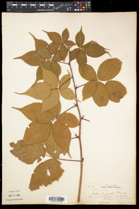 Rubus pensilvanicus image