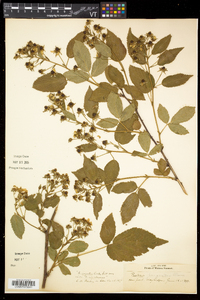 Rubus argutus image