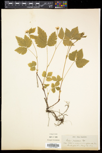 Rubus pubescens image