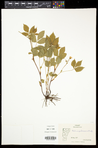 Rubus pubescens image