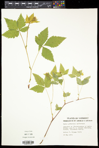 Rubus pubescens image