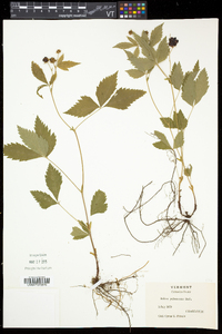 Rubus pubescens image