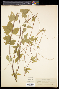 Rubus pubescens image