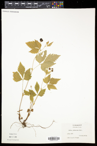 Rubus pubescens image