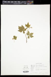 Rubus pubescens image