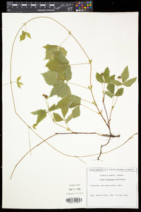 Rubus pubescens image