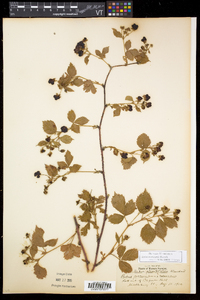 Rubus recurvicaulis image