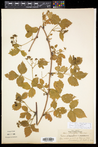 Rubus recurvicaulis image