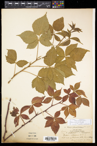 Rubus recurvicaulis image