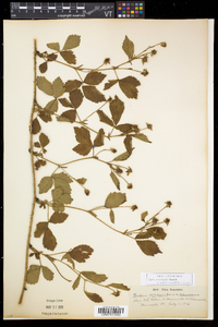 Rubus recurvicaulis image