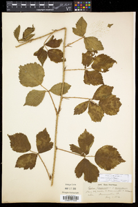 Rubus recurvicaulis image