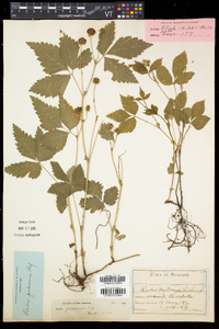 Rubus pubescens image