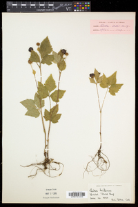 Rubus pubescens image