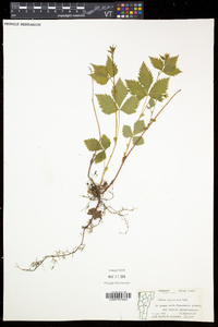 Rubus pubescens image