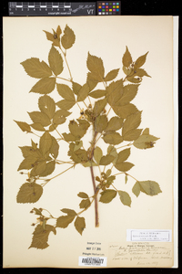 Rubus recurvicaulis image