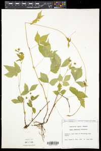 Rubus pubescens image