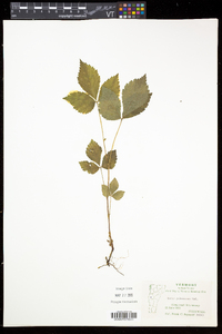 Rubus pubescens image