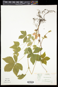 Rubus pubescens image