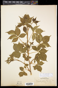 Rubus recurvicaulis image