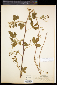 Rubus recurvicaulis image