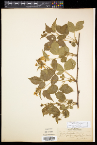 Rubus recurvicaulis image