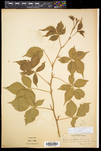 Rubus recurvicaulis image