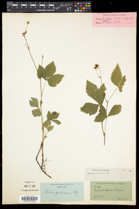 Rubus pubescens image