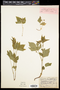 Rubus pubescens image