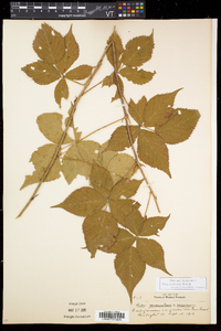 Rubus recurvicaulis image