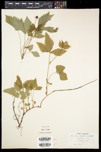 Rubus pubescens image