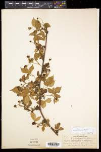 Rubus recurvicaulis image