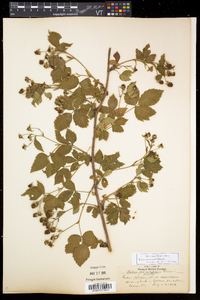 Rubus recurvicaulis image