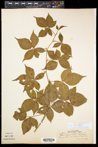 Rubus recurvicaulis image