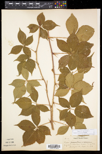 Rubus recurvicaulis image