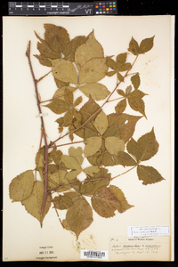 Rubus recurvicaulis image