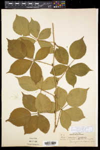 Rubus recurvicaulis image