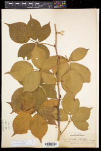 Rubus recurvicaulis image