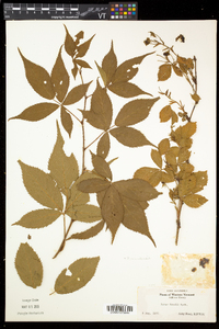 Rubus canadensis image